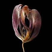 gedroogde tulp (tulipa denmark) 2-2012 4895